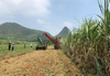 حصادة قصب السكر في البرازيل