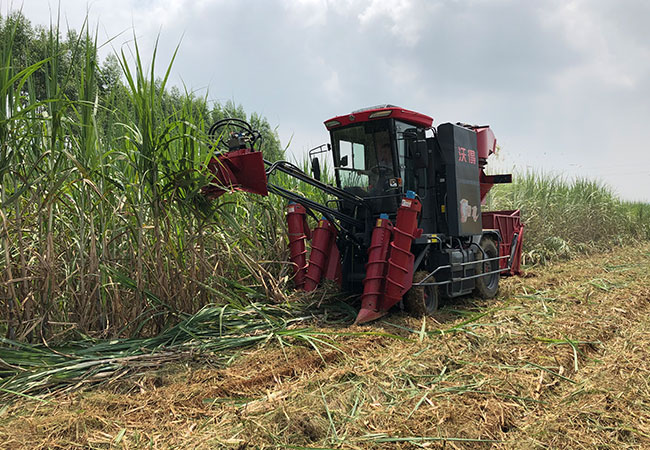 Sugarcane-Harvester4.jpg